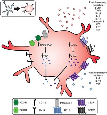 Cannabinoids in Chronic Pain: Therapeutic Potential Through Microglia Modulation